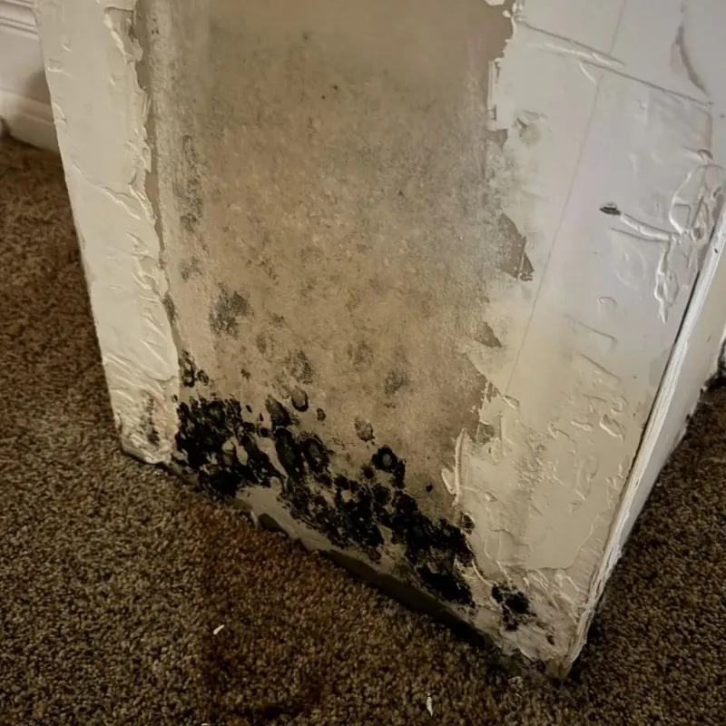 Professional Mold Removal in White Bear Lake, MN
